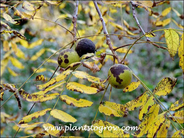 The Walnut would have a nice fall color but the leaves tend to have disease problems this time of the year.